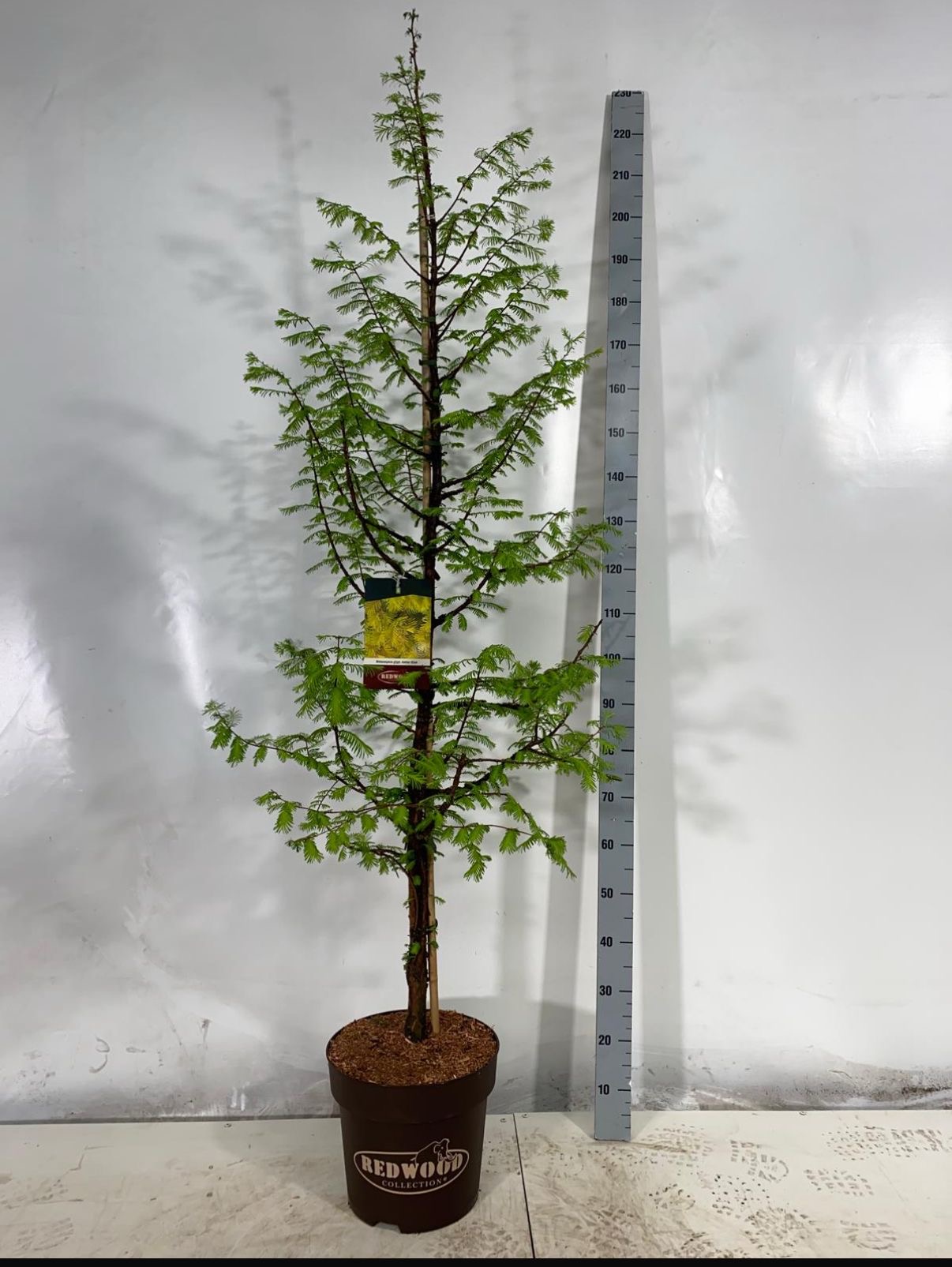 RedWood Metasequoia gl amber glow krukväxt träd bredvid höjd pinne på vit bakgrund.