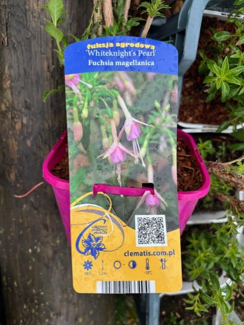 Fuchsia magellanica Whiteknight's Pear i rosa kruka, utomhus växtmärke.