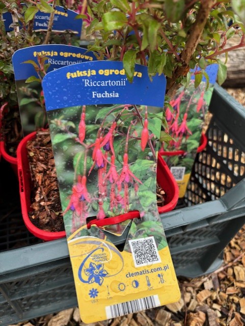 Fuchsia Riccartonii i kruka, med en färgglad etikett som visar röda rörformiga blommor och skötselråd.
