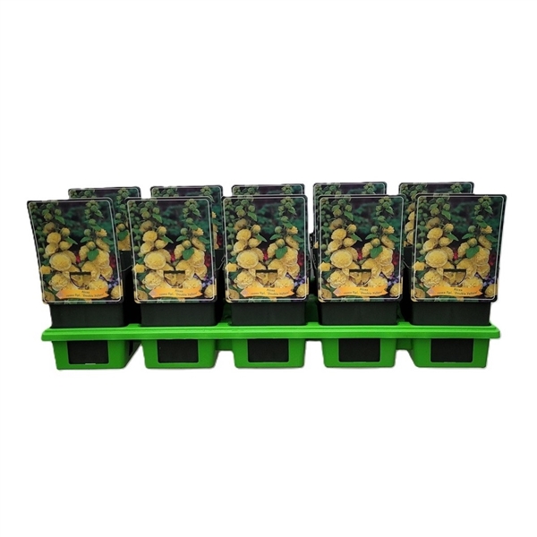 Åtta krukor med Alcea rosea flpl. 'Double Yellow', alla märkta, uppställda i en grön bricka.