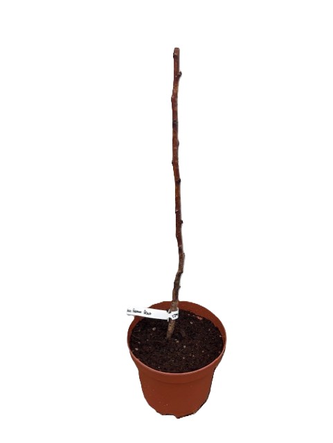 Hallon Poranna Rosa planta i en liten brun kruka med en vit etikett på stammen.