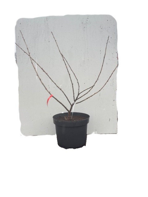 En Krusvinbär Josta-växt med kala grenar i en kruka mot en vit bakgrund.