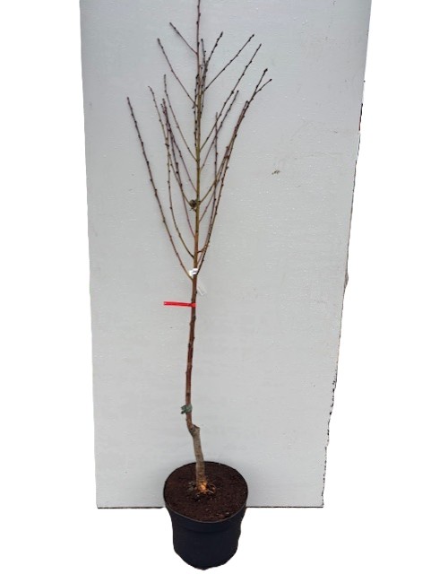 Persika Fantazja planta i en svart kruka på en vit bakgrund.