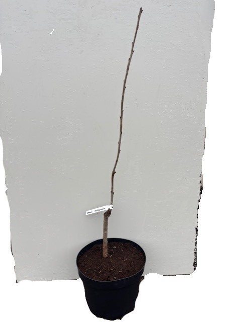 En bar Körsbär Hedelfinska trädplanta med etikett mot en vit bakgrund.