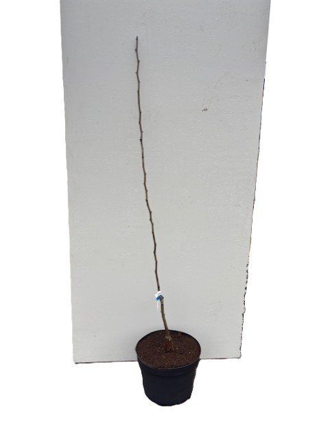 Päron Bera Bosca-splint, liten och bladlös, i kruka mot vit bakgrund.