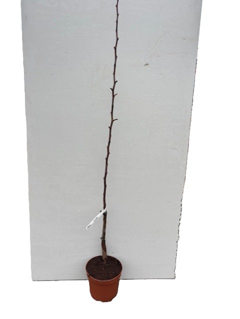 En Päron Clapps Favoriet-splint står bladlös i en kruka mot en vit bakgrund.