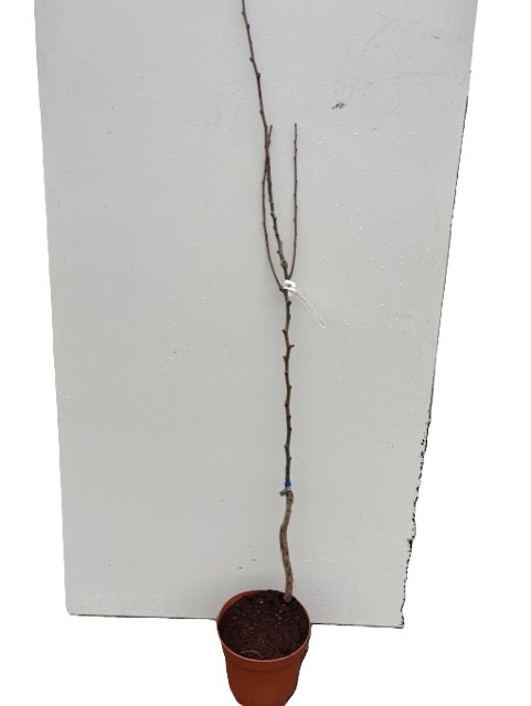 Päron Conferance-splint i liten brun kruka mot vit bakgrund.