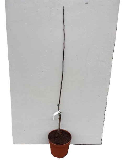 Äpple Close: ungt barrträd i en liten brun kruka mot en vit bakgrund.