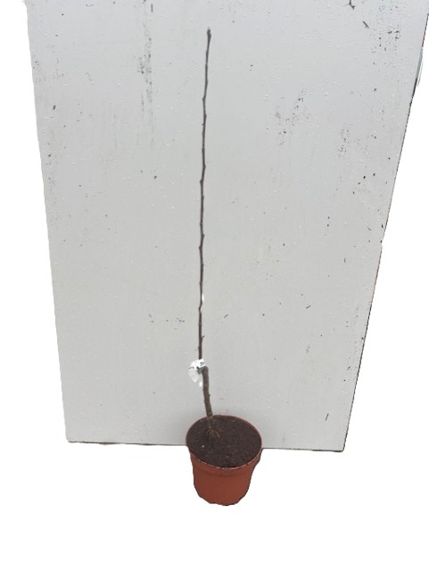 Äpple Grafsztynek Czerwony i en liten kruka med en lång, tunn stjälk mot en vit bakgrund.