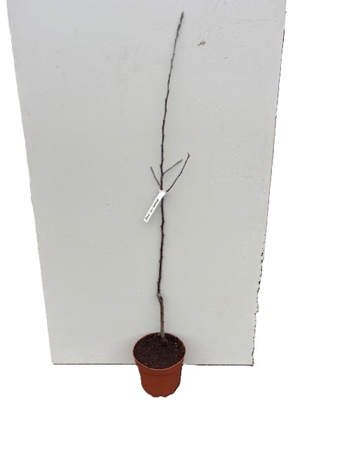 Äpple Cox Orange krukväxt träd med tunn, bladlös stam mot en vit bakgrund.