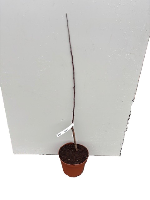 Äpple Lobo: En liten krukväxt med en hög, tunn stam mot en vit bakgrund.