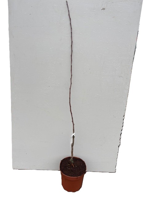 Äpple Yellow Transparent planta i en liten brun kruka, mot en vit bakgrund.