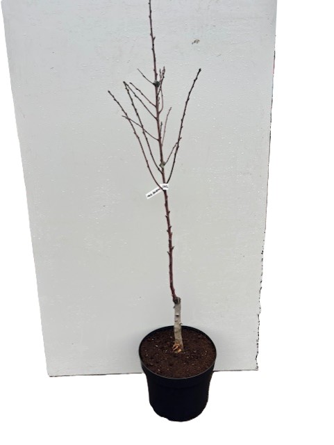 Sötmandel Durkheimer Kruch: ett ungt, bladlöst träd i en svart kruka mot en vit bakgrund.