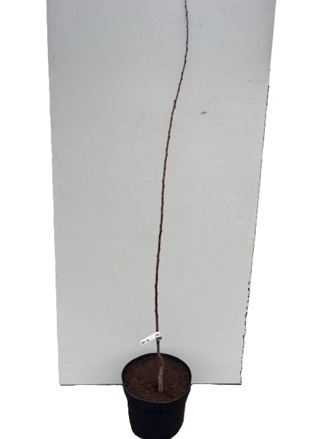 En hög, tunn Aprikos Somo-planta i en svart kruka mot en vit bakgrund.