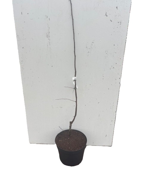 Kvitten Kansenko: ungt barrträd i svart kruka, vit bakgrund.