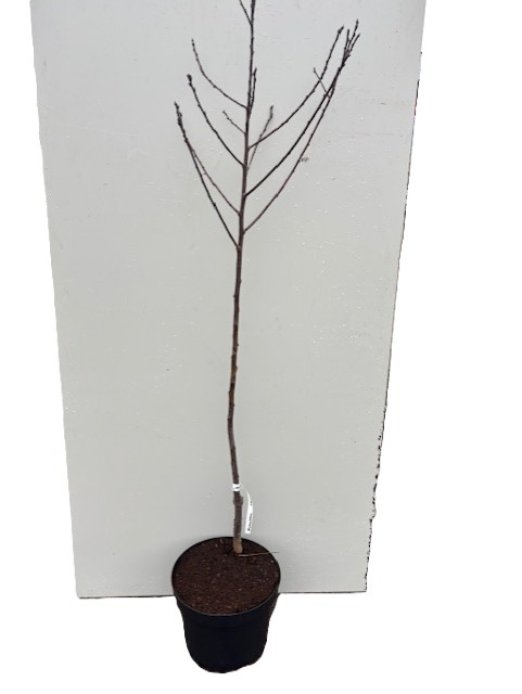 Plommon Herman: ett ungt träd utan blad i en svart kruka mot en vit bakgrund.