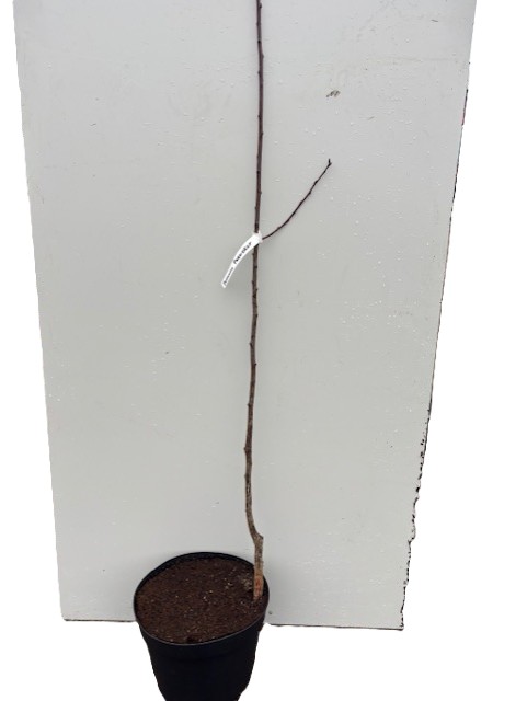 Plommon President ung bar trädplanta i svart kruka på en vit bakgrund.