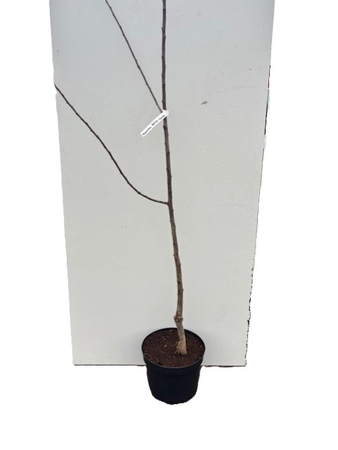 Plommon Reine Claude Dóullins unga träd i en svart kruka mot en vit bakgrund.