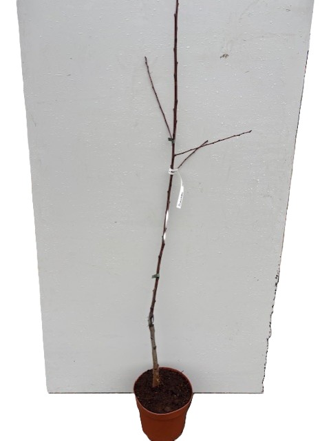 Vanlig opalplanta i en liten brun kruka mot en vit bakgrund.