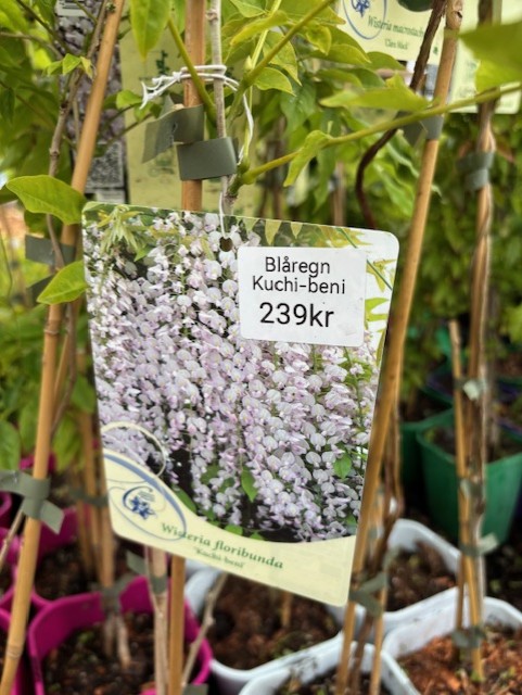 Växtbricka med ljuslila Blåregn Wisteria floribunda Kuchi-beni blommor, 239kr.