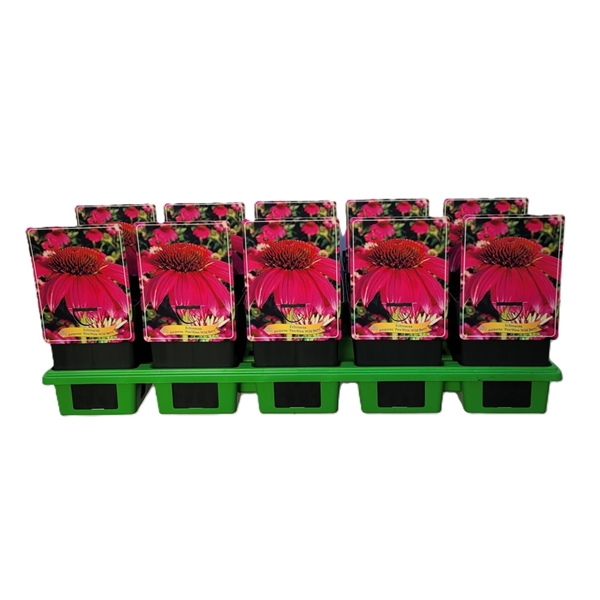 Sex Echinacea 'Pow Wow Wild Berry'-plantor med rosa etiketter på en grön bricka, framifrån.