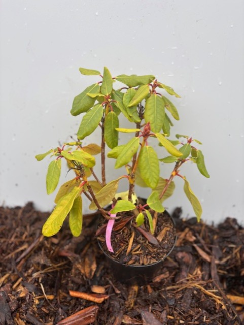 En Rhododendron Williamsianum Rodrigo sitter på brun mulch mot en vanlig bakgrund.