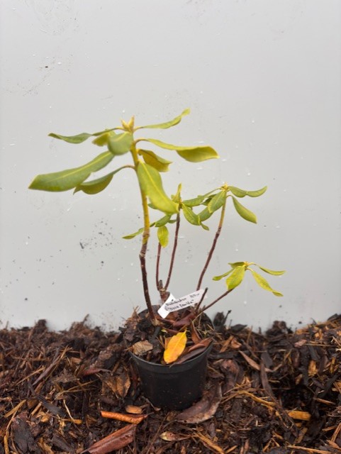 Rhododendron Catawbiense Nova Zembla med gröna blad i kruka på brun marktäckning, grå bakgrund.