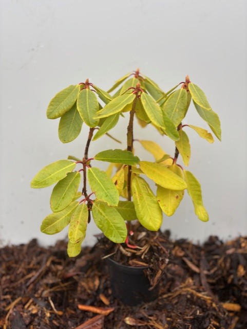 Rhododendron Hybridium Arkadius med gulgröna blad i kruka mot enfärgad bakgrund.