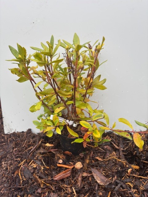 Rhododendron Cunninghams´s Vit krukväxt på mörk jord mot en enfärgad vit bakgrund.