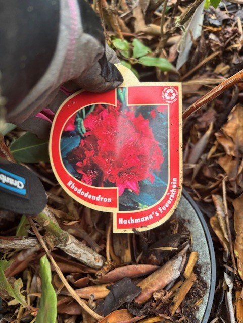 Plantetikett med texten "Rhododendron Hachmann´s Feuersthein" bland grenar och blad.