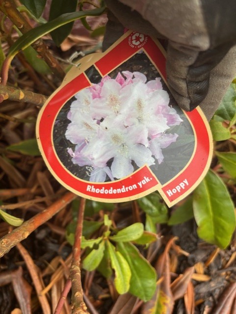 Etikett märkt Rhododendron Hoppy med ett foto av ljusrosa blommor som hålls av en handske.