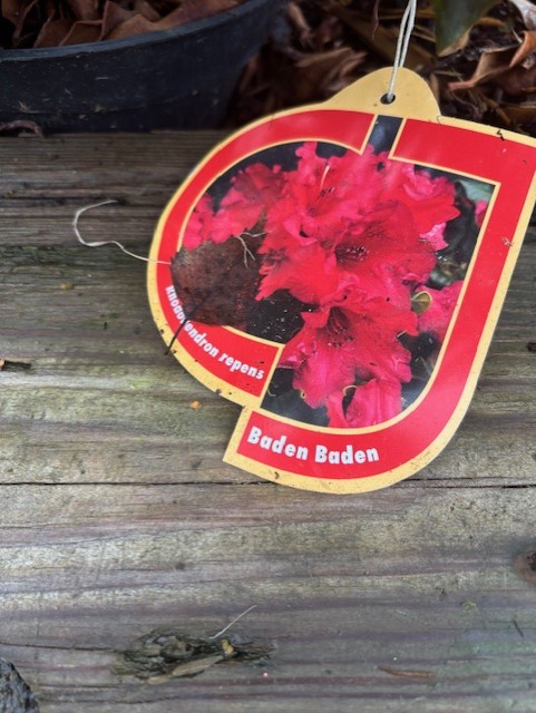 Rhododendron Baden Baden växtmärke på en träyta.