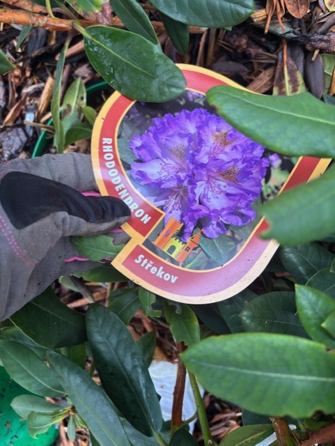 En handskbeklädd hand håller en Rhododendron Strekov-etikett bland gröna blad.