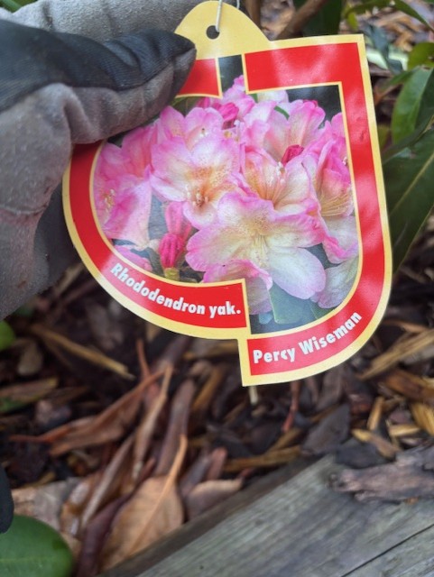 Handskbeklädd hand håller plantetikett för Rhododendron Percy Wiseman.
