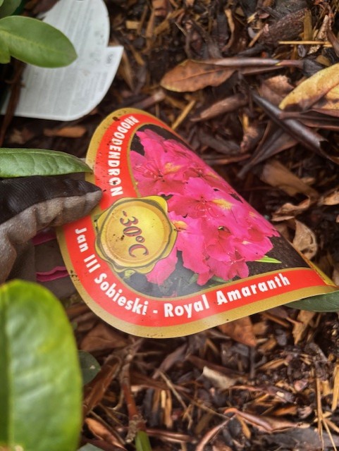 Växtbricka märkt Rhododendron Jan III Sobieski-Royal Amaranth med rosa blommor och jordbakgrund.