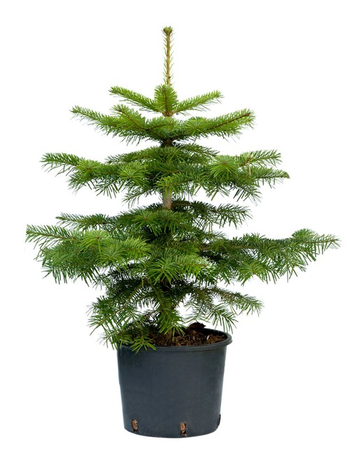 Kungsgran Kruka 80-110: Liten krukväxt tall med gröna barr mot vit bakgrund.