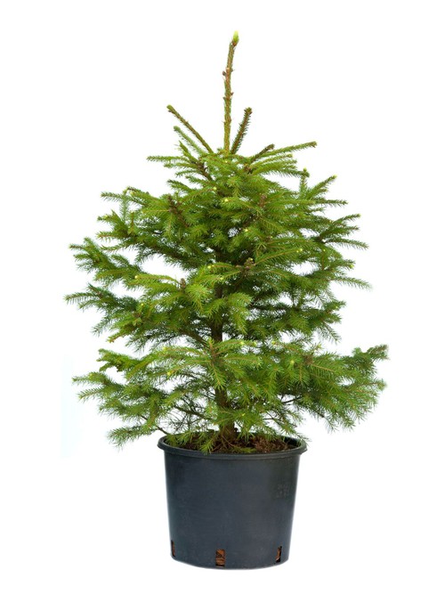 Serbgran i kruka 60-120 i en svart plastkruka på vit bakgrund.