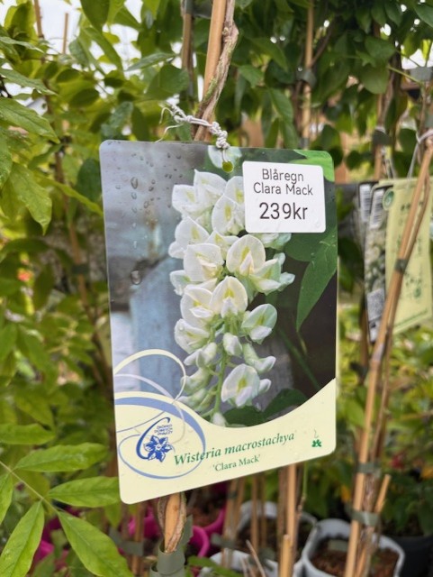 Närbild av Blåregn Wisteria macrostachya Clara Mack etikett med vita blommor och pris.