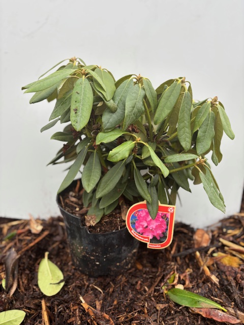 En liten Rhododendron Fantastica i kruka med gröna blad och en etikett som visar rosa blommor.