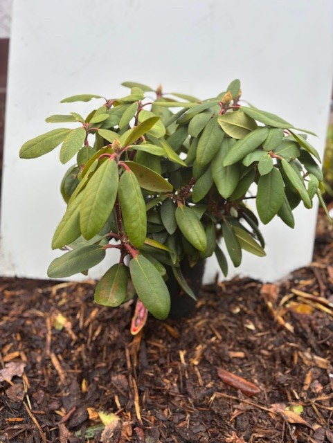 Rhododendron Lumina, en liten grön buske med breda blad, planterad i jord, vit bakgrund.