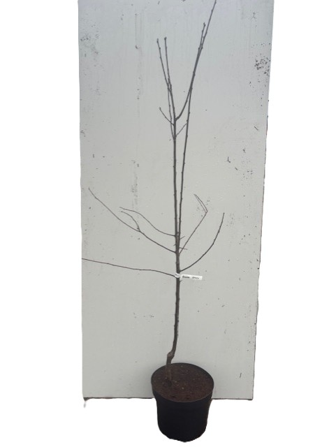 Vanlig Mirabelle de Nancy-splint i svart kruka mot en vit bakgrund.