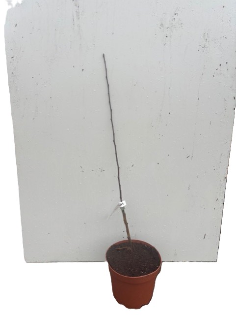 Äppelträd Cortland med tunn stam i en liten kruka mot vit bakgrund.