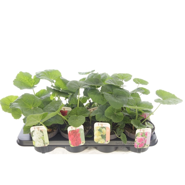 Bricka med Alcea rosea Chart. Double Mix med gröna blad och färgglada växtetiketter framtill.