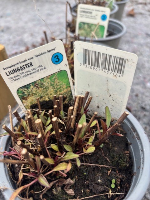 Perenn 3 - Ljungaster GOLDEN SPRAY krukväxt med beskurna stjälkar och växtetikett.