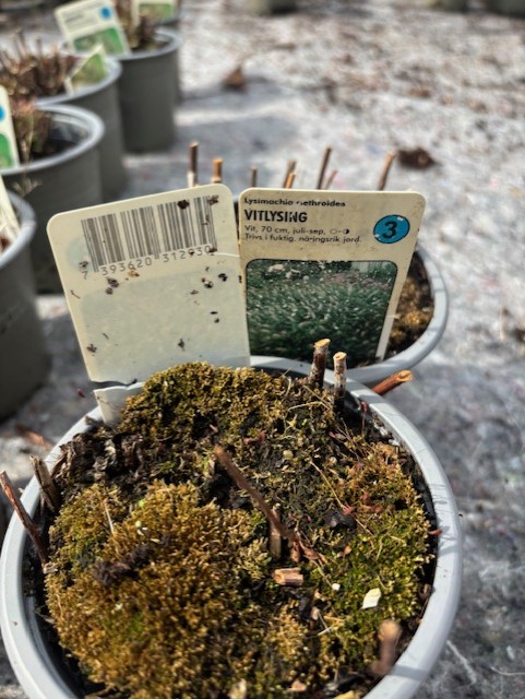 A Perenn 3 - Vilt växande CLETHROIDES kruka med mossa och etikett på snöig mark utomhus.