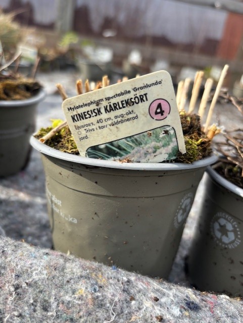 En Perenn 4 - Kinesisk kärleksört GRANLUNDA kruka med några sticklingar inuti.