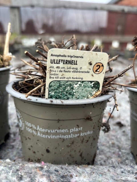 Perenn 2 - Anaphallis triplinervis växtkruka med etikett bland torra stjälkar utomhus.