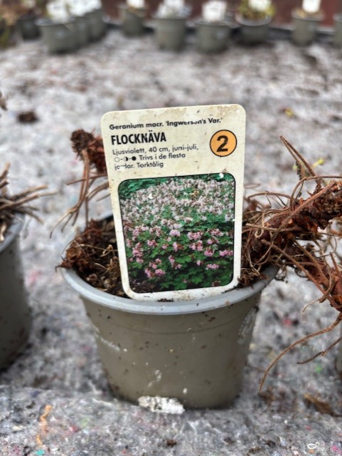 Växtkruka märkt "Perenn 2 - Flocknäva INGWERSEN'S VARIETY" med bild och skötselråd.