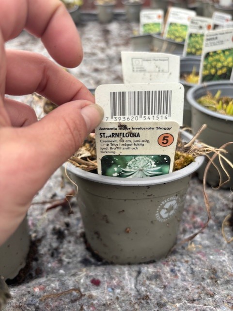 En hand håller en Perenn 5 - Stjärnflocka SHAGGY tag i en grå kruka, med fler växter bakom.