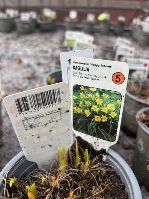 Närbild av en kruka märkt Perenn 5 - Daglilja HAPPY RETURNS med gula blommor.